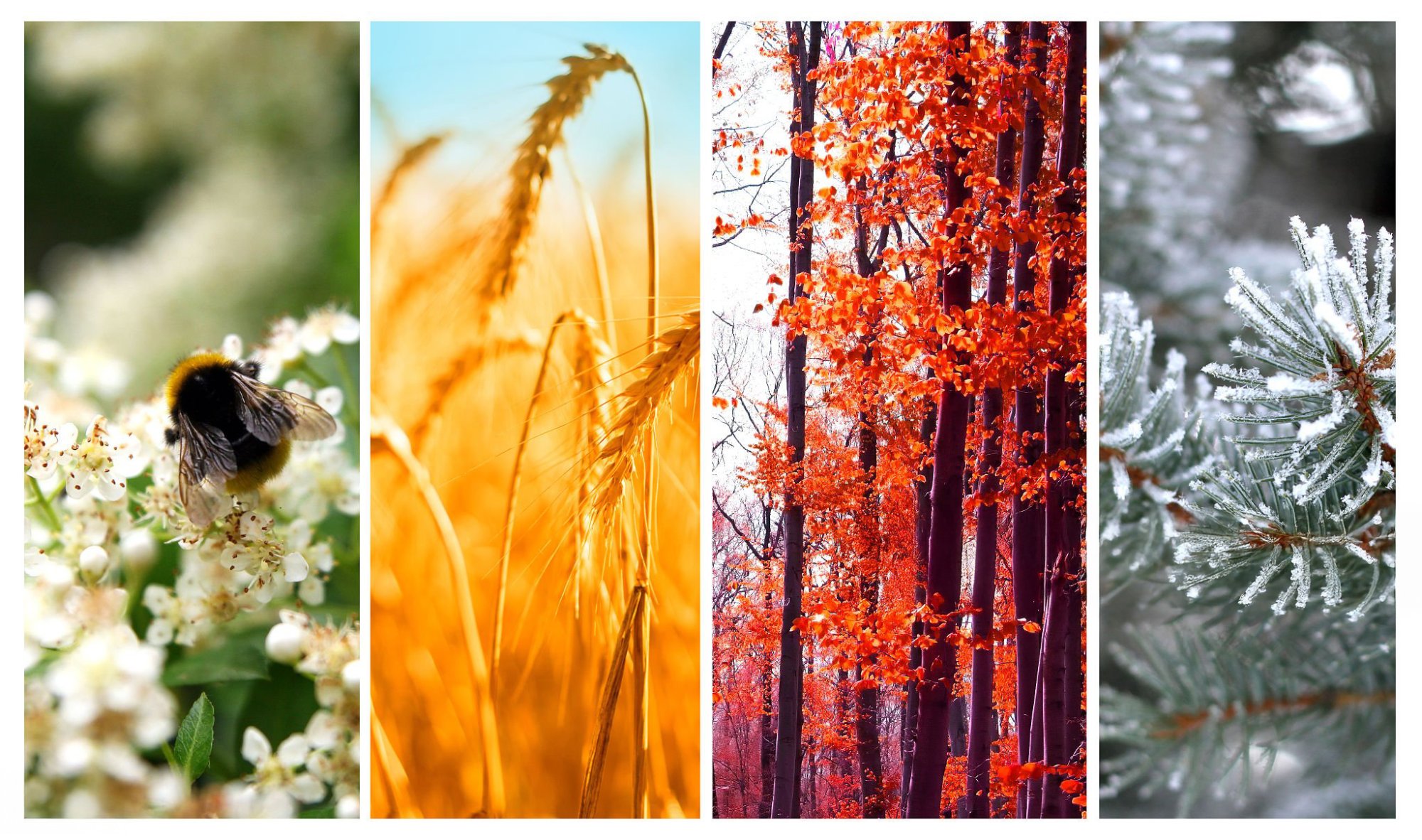 L'intersaison en Médecine Chinoise : un moment clé pour prendre soin de soi