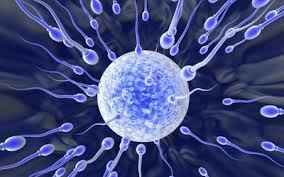 Accompagnement à la maternité, conception et fertilité 🌸