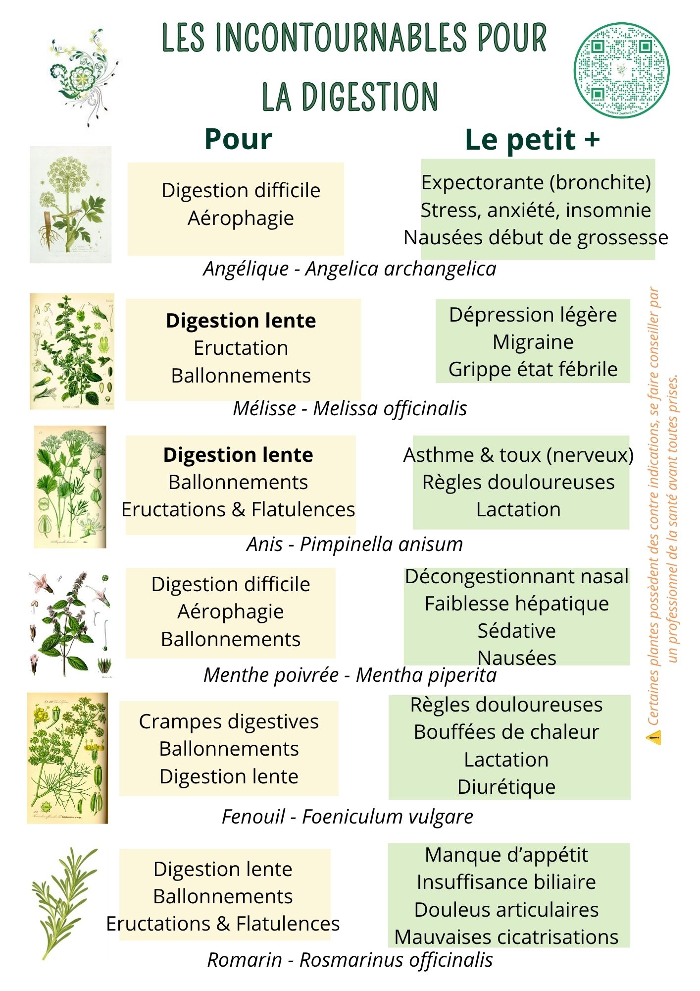 Les incontournables de la digestion