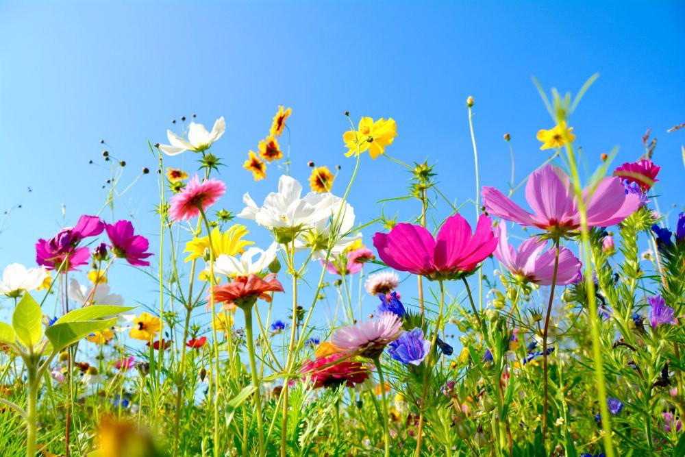 Le printemps est enfin là!