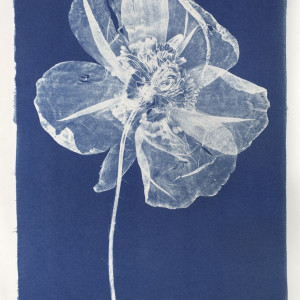 Audrey-France MARCON